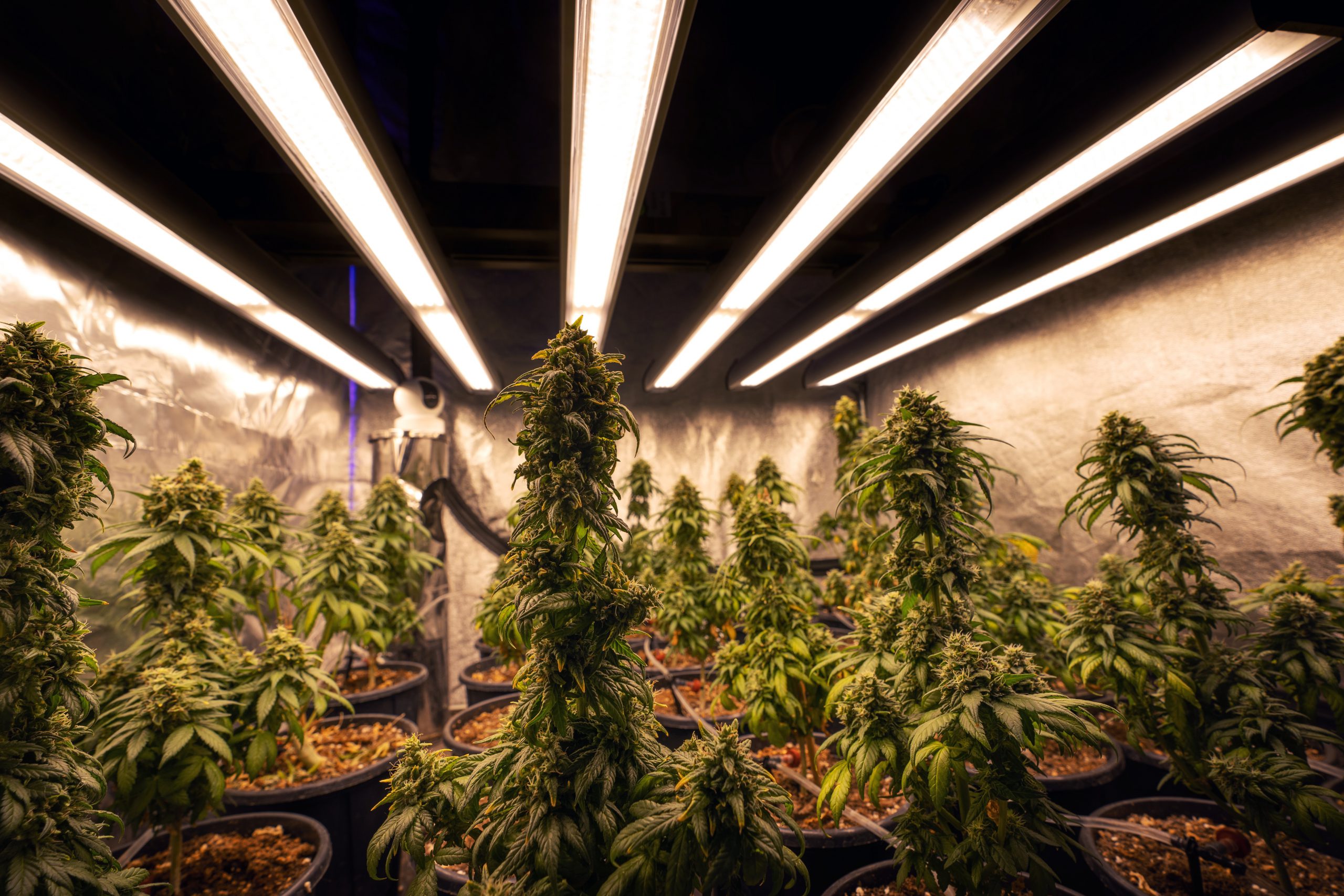 luminaria-cultivo-de-cannabis