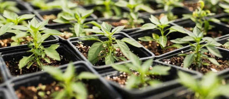 aprender a cultivar cannabis