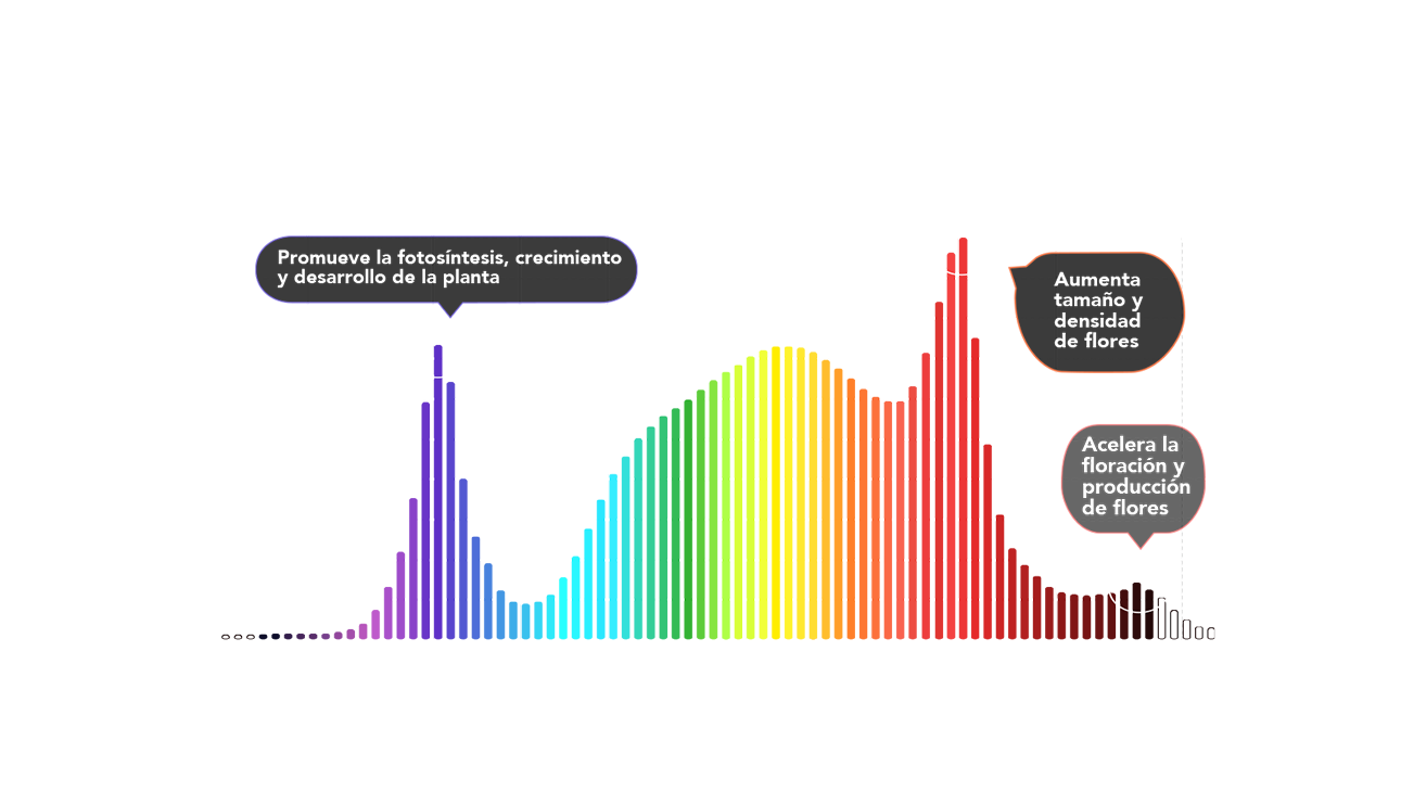 cannabidiol full spectrum